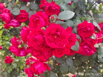 6款红色系的藤本月季品种，适合打造网红花墙
