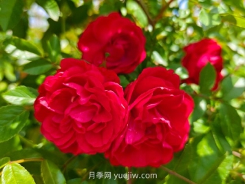 月季红木香爆花机器，花艳丽花量大花期长