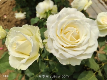 十一朵白玫瑰的花语和寓意