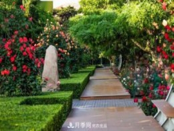 秦皇岛适合养月季花，市花和市树是什么